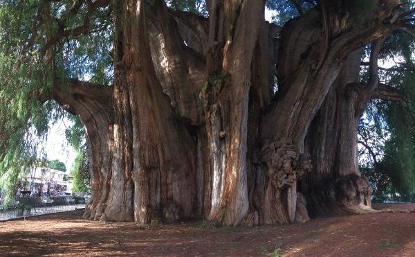 The Majestic Árbol del Tule in Oaxaca